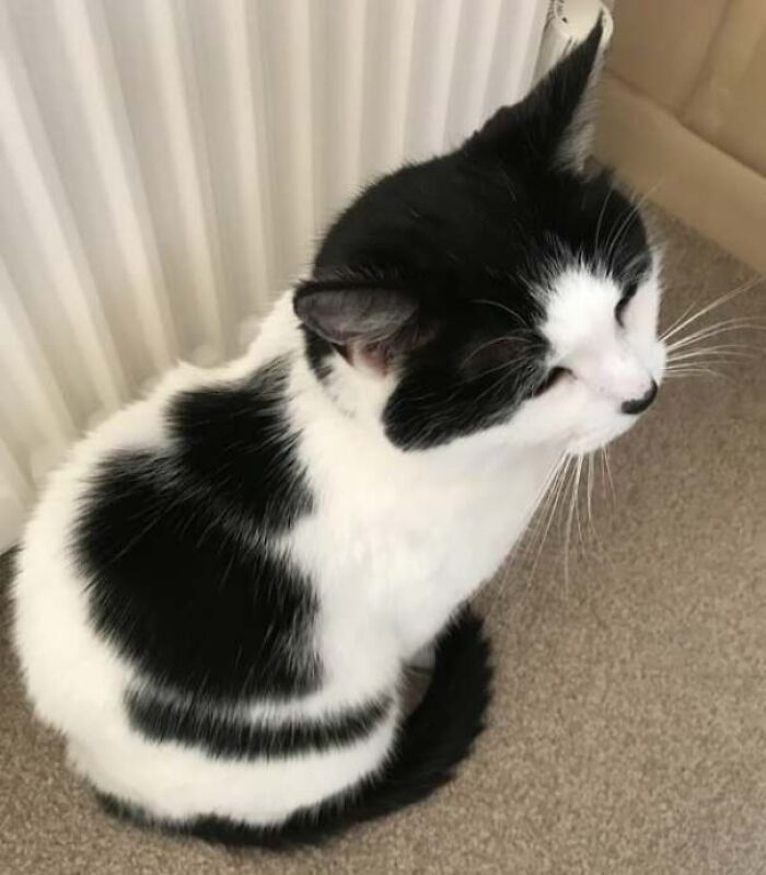 The Patterns On My Cat Form Another Cat