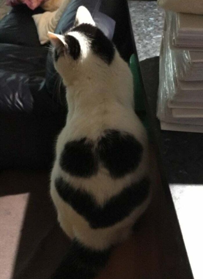 Cat Has A Smiley Face On It's Back