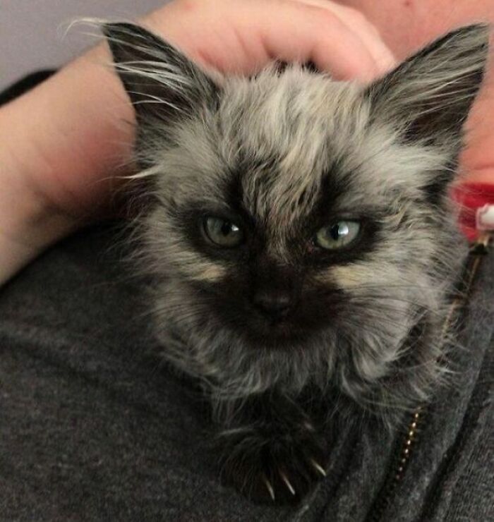 Wolf Kitten Looks Like He Has Little Horns Coming Out Of His Mask