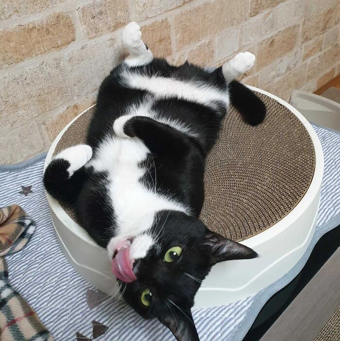 His Fur Makes It Look Like He Has 6 Legs