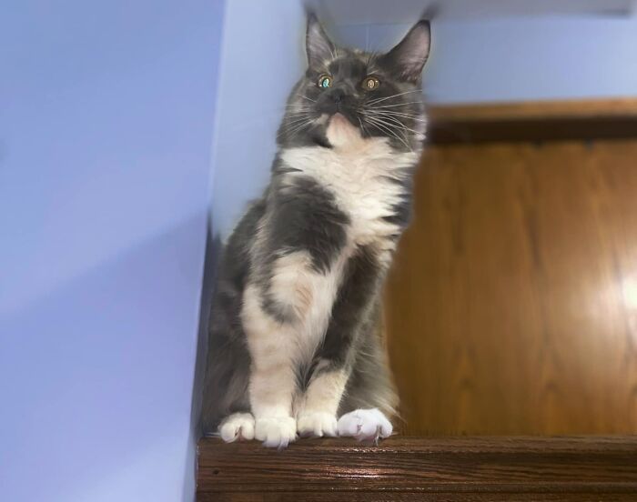 Kitty Has Some Patterns You Must Look Twice At Or You'll Think One Leg Is Twice The Size