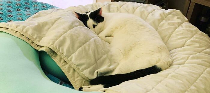 Did They Attach Another Cats Tail To You Sweetie?