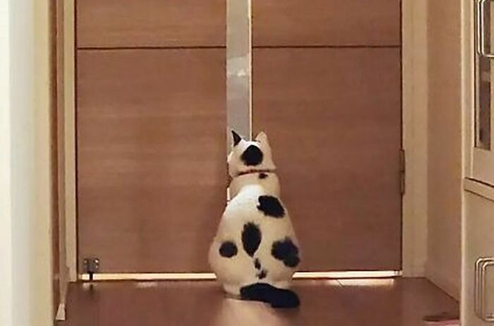 Do You Think Mucca Meows Or Moos?