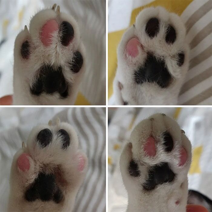 All 4 Of My Cats Paws Have Unique Black/Pink Combinations