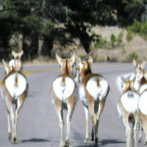 abigailsmith_1 avatar