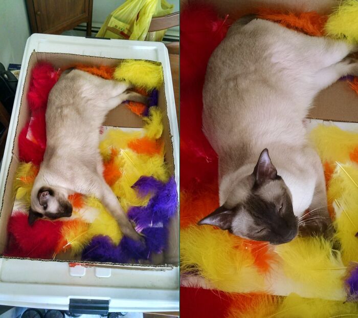 Had My Craft Feathers Arranged Not Only By Color, But By Size, Too. I Forgot To Put Them Away. Sammy Saw His Chance And Took It. Can't Blame Him, It Looks Comfy In There