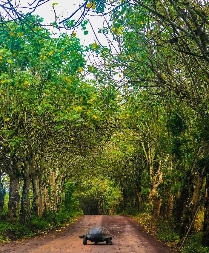 Photo of turtle crossing road