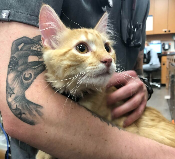 Orange cat being held by a person with a funny tattoo of a hand and eye on their arm.