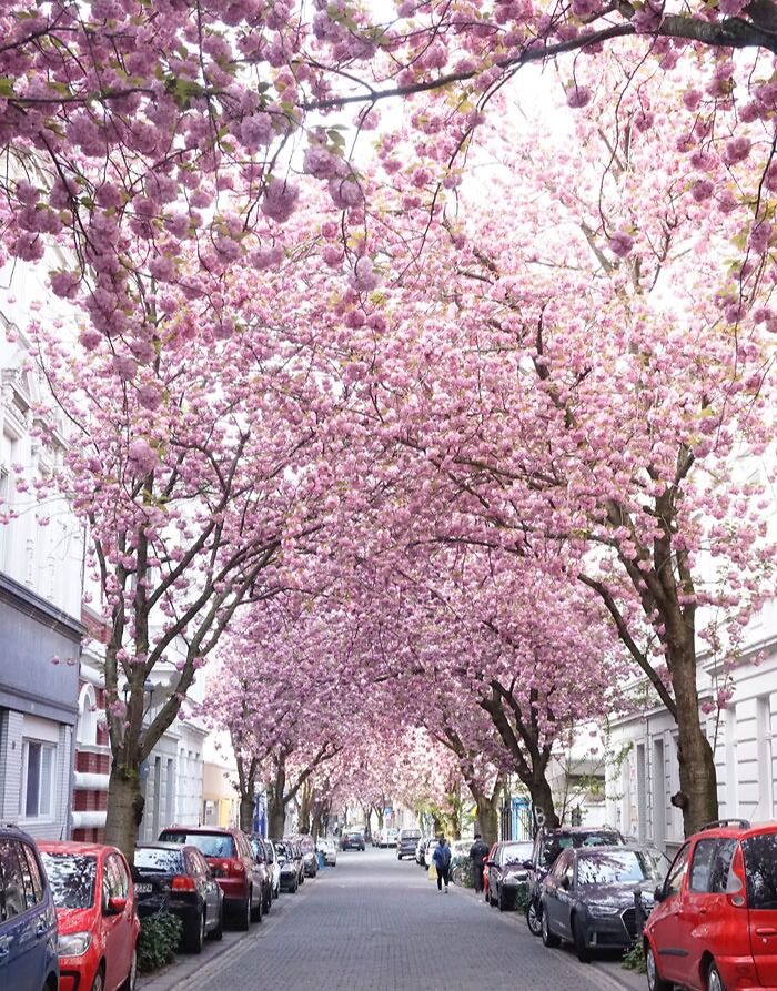 Pink cherry blossom tree on street