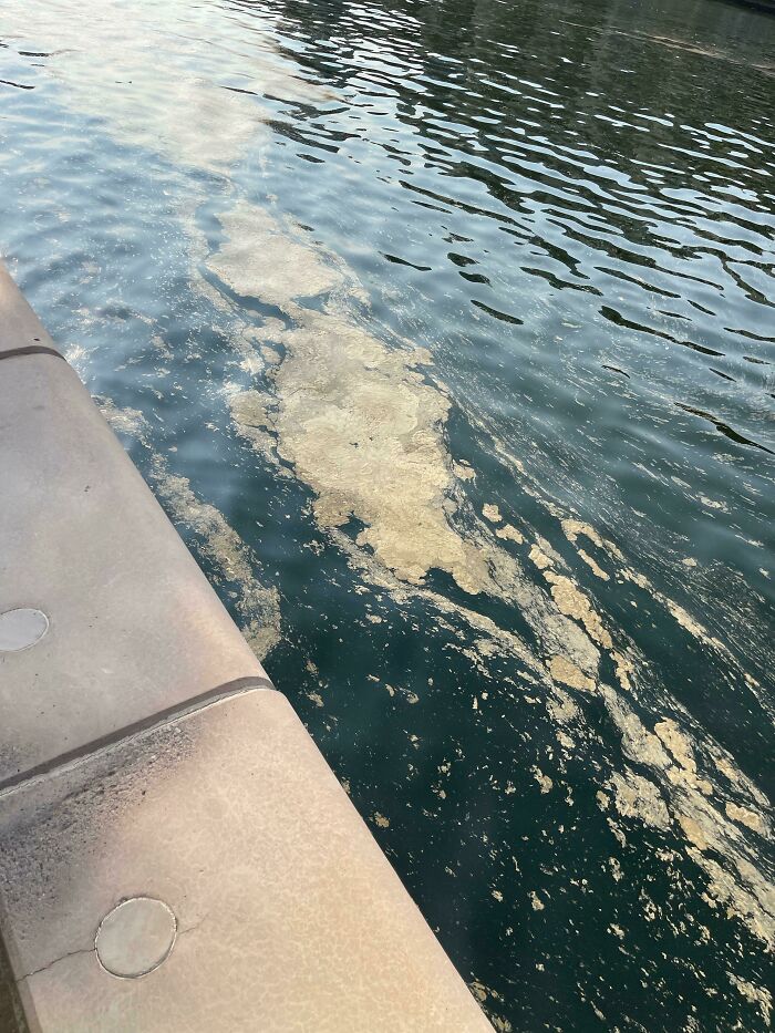 What Is This Stuff In The (Seawater) Canal Next To My House?