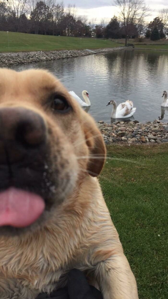 Mi perra, Willow, se puso celosa de que estaba tomando fotos de mis cisnes y no de ella