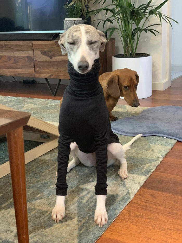 Quick Sticks Feeling Very Zen In Her Special Whippet Coat. Please Ignore The Jealous Stares Of The Sausage In The Background