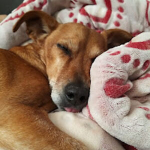 alexisavitalbar-gefen avatar