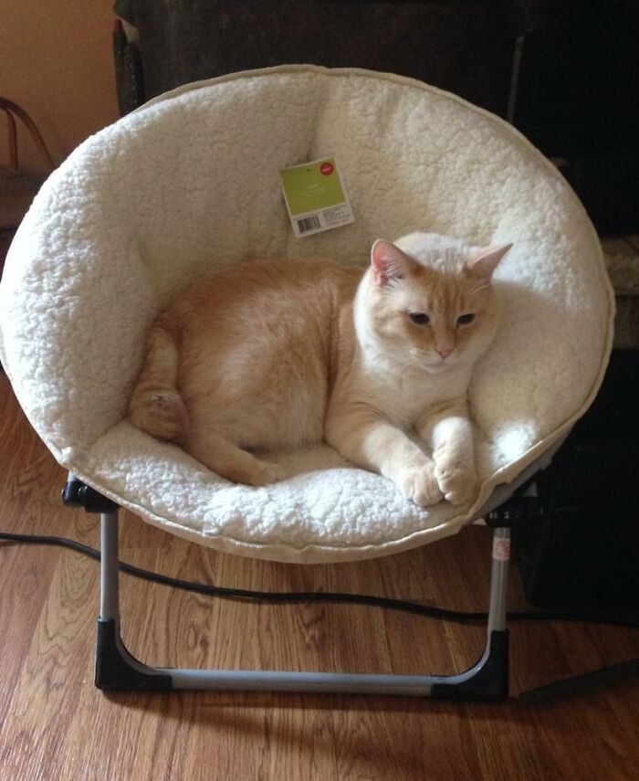 Update On My Parents' Cat That Was Jealous Of The Grandbaby's Birthday Present. He Now Has His Own $30 Children's Chair, Just To Settle Things