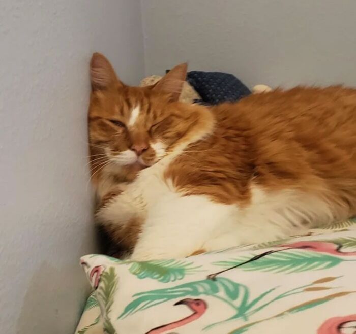 He Always Sleeps With His Face Squished To The Wall