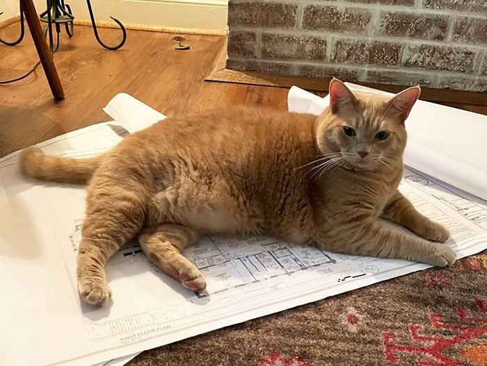 Such A Good Helper, Thanks Roscoe