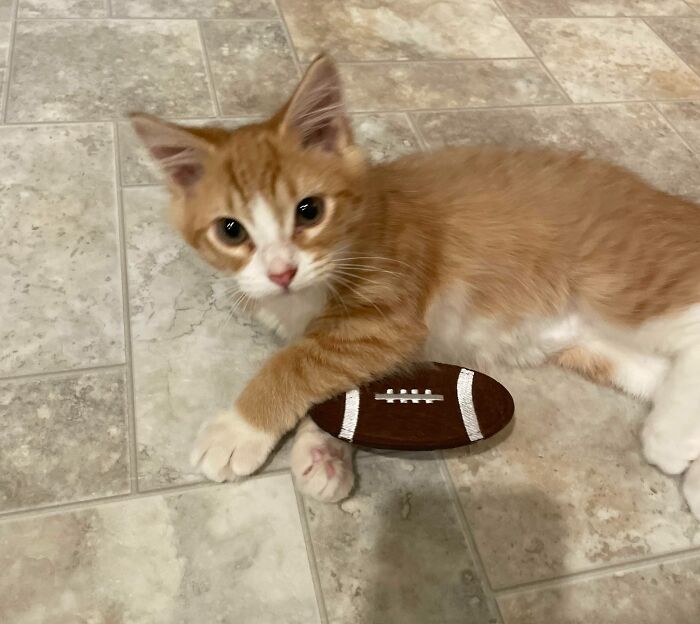 Marigold Wants To Know Who You’re Rooting For In Football This Weekend