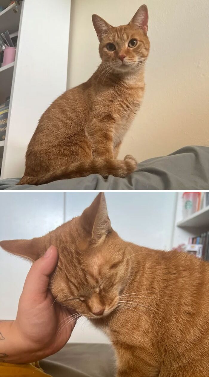 My Orange Boy, Miso. He’s So Photogenic