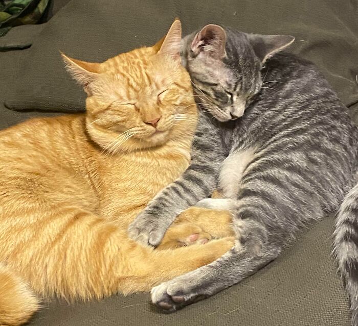 When The Orange And The Regular Tabby Become One