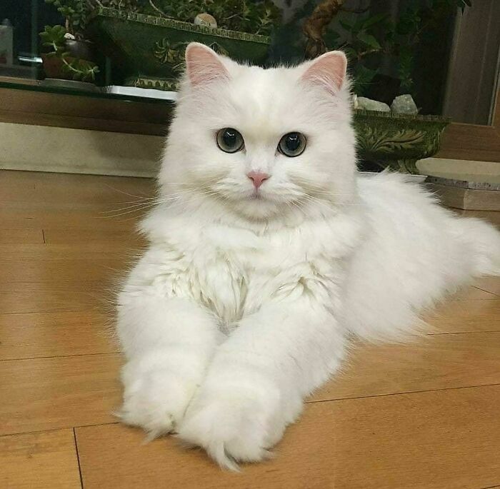 Super White Cat!