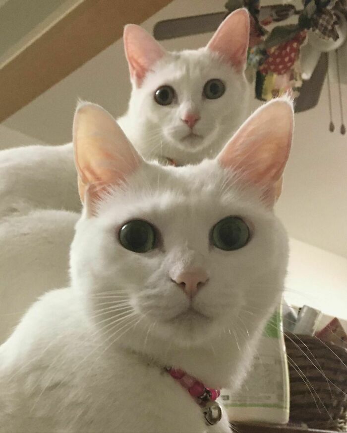 Cute White Cats