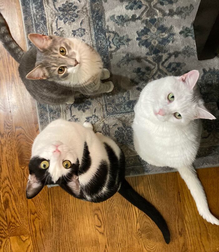 My Three Cats Looking For A Snack