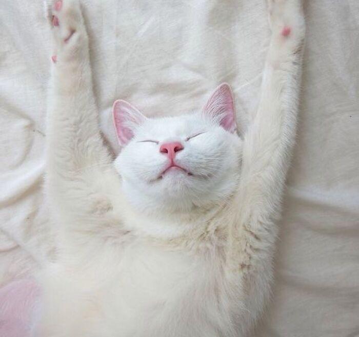 White Cat: I Surrender!