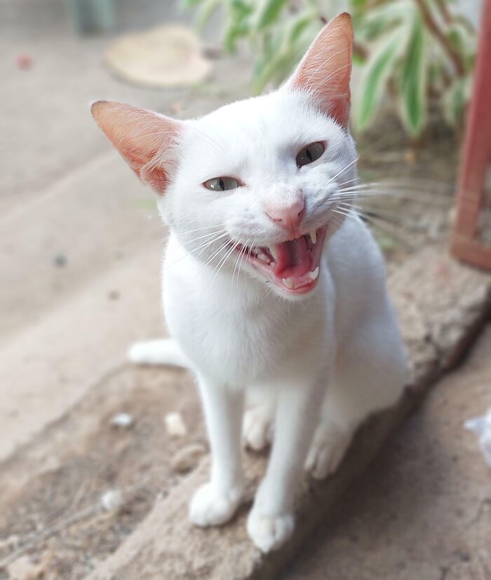 Cute White Cat In Tanay, Rizal