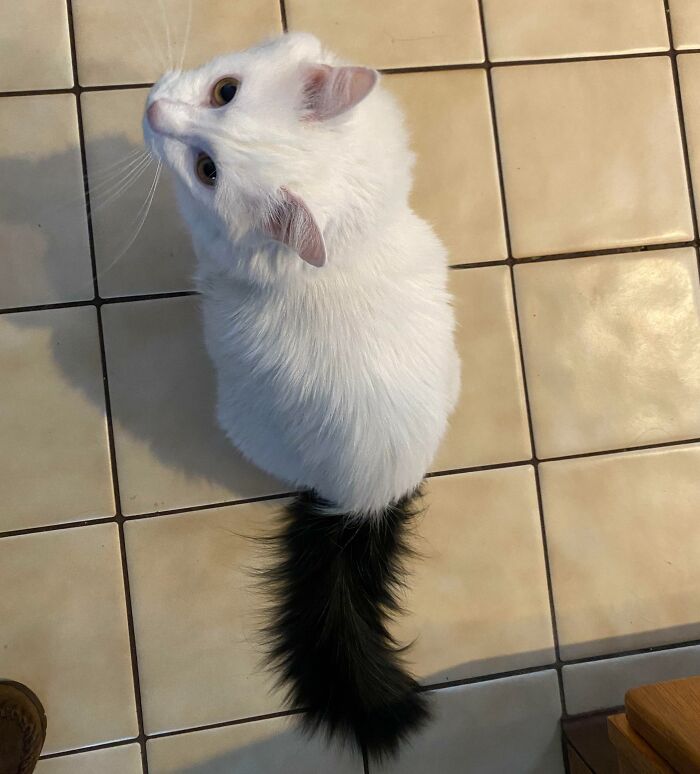 My Cat, Kitty Is All White With An All Black Tail