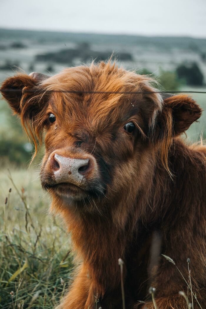 I Took A Picture Of A Cute Cow