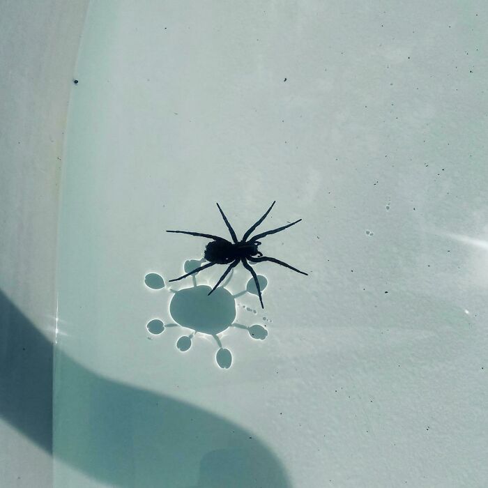 A Spider Whose Shadow Looks Like Corona Virus