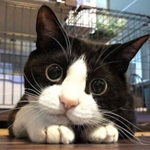 phyllist_huang avatar