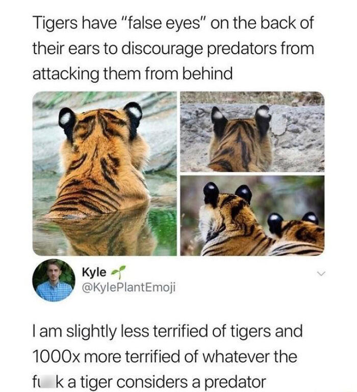 What Predates On Tigers?!