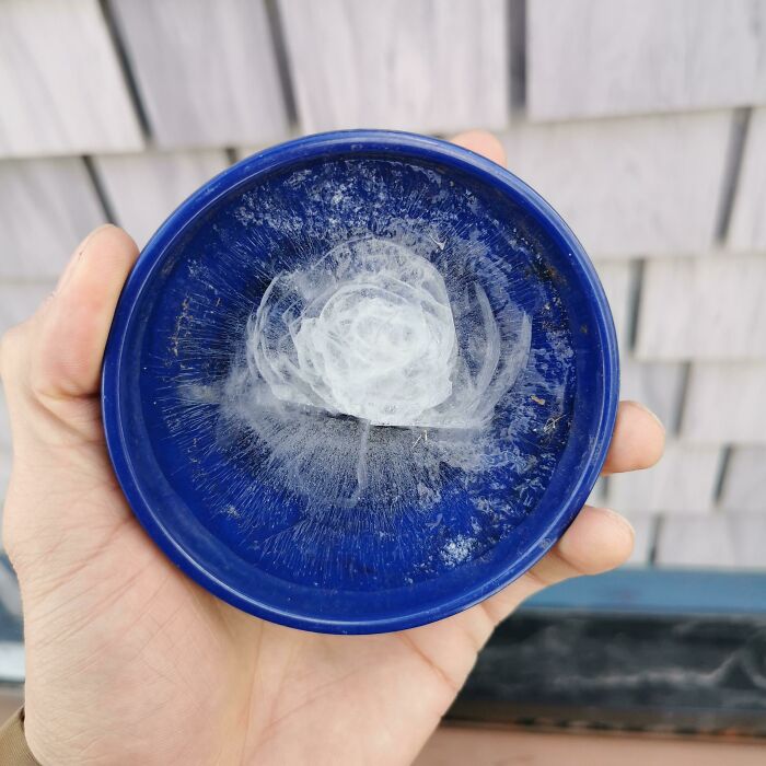 The Way The Ice Frozen The Saucer Makes It Look Like A Rose