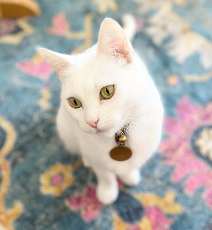 I Swore I’d Never Own A White Cat, Then I Met Her At The Shelter And I Couldn’t Say No. This Is Hedwig!