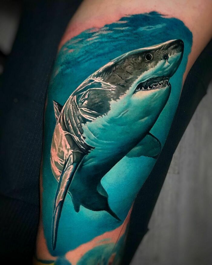Shark In The Sea