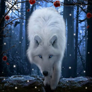 tameracompagner avatar