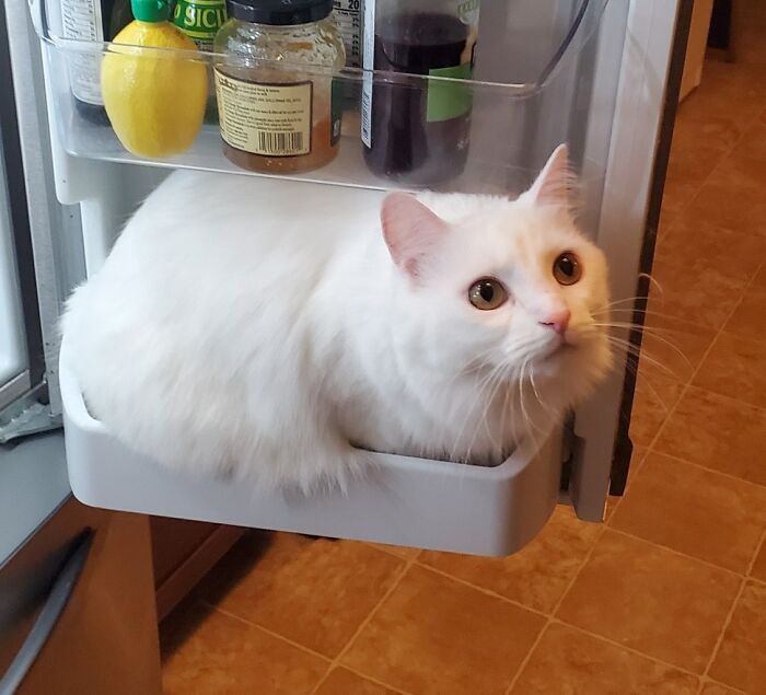 Everytime We Open The Fridge, He Does This And I Don't Know Why
