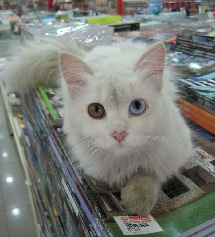 This White Cat And Her Beautiful Set Of Eyes