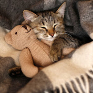 guerinschillreff avatar