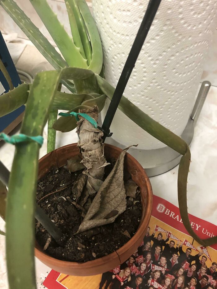 My Mom Left My Favorite Plant In The Below Freezing Cold For Three Days After Ripping Off Its Leaves For The Last Few Years