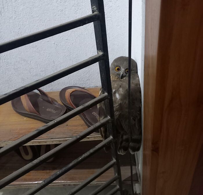 A Random Owl Came To My Doorstep 2 Days Ago, Been Sitting On My Shoe Rack For 2 Days. What Should I Do?