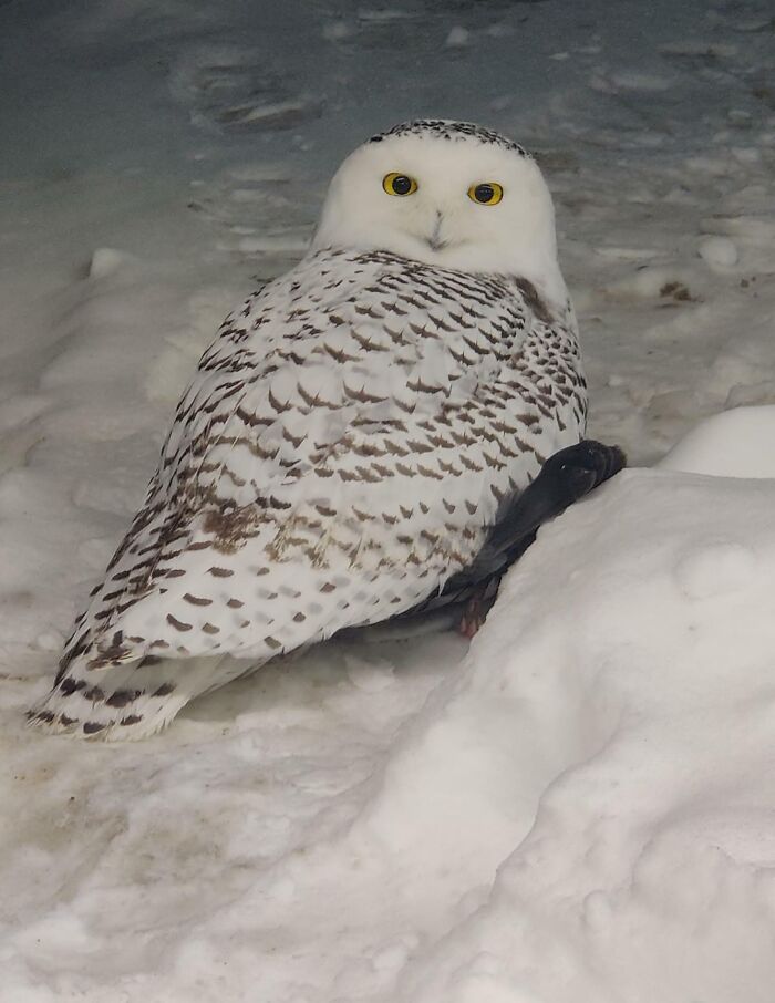 Snowy Owl I Found Last Week! Edmonton, Ab, Canada