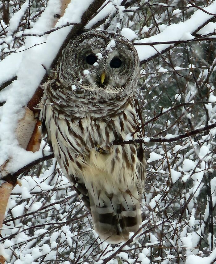 Barred Owl Hanging Out Close To My House During This Snow Storm In New Hampshire