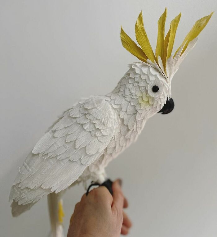 Sulphur Crested Cockatoo…