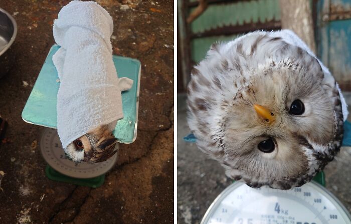 Regular Owl Maintenance In Obihiro Zoo, Japan