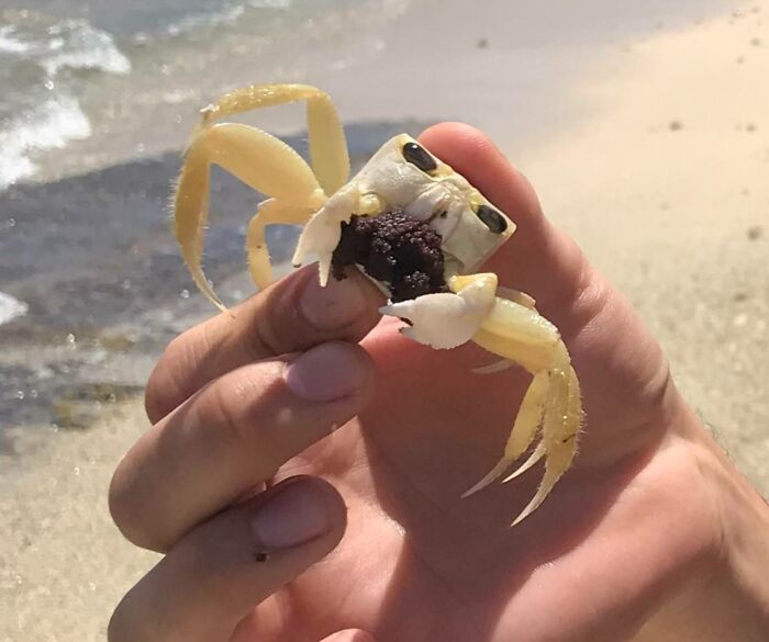 This Crab And Her Eggs