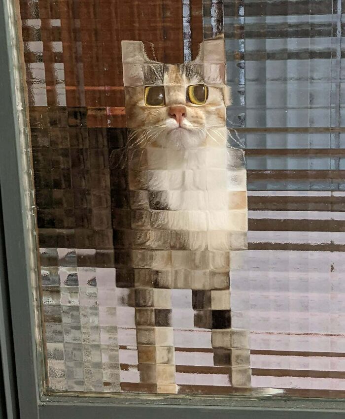 Este gato parece pixelado por el vidrio de la ventana 