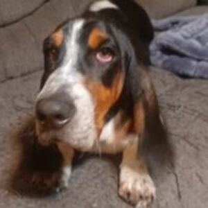 chris_the_love_monkey avatar