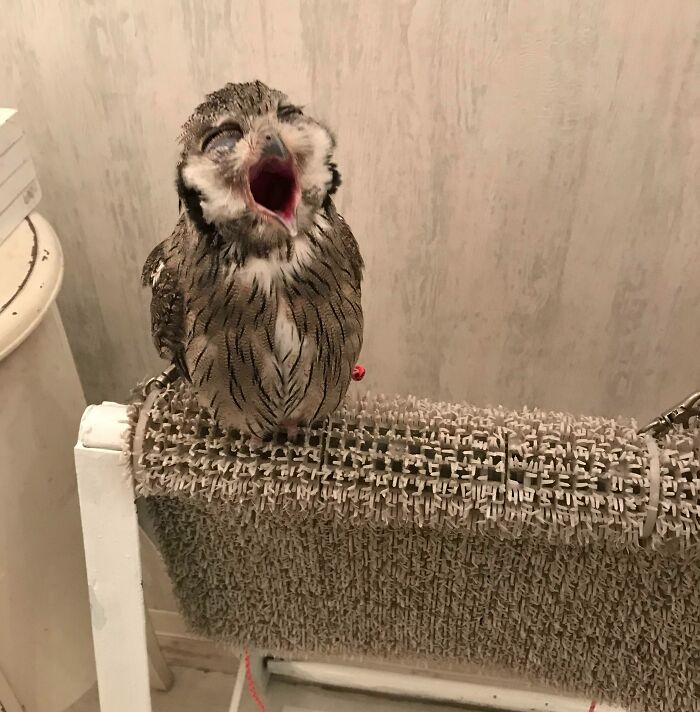 I Caught An Owl Mid-Yawn At The Owl Café In Tokyo